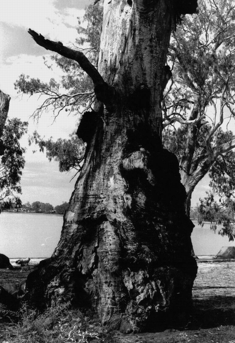 Hattah tree 2, 1996, Photography