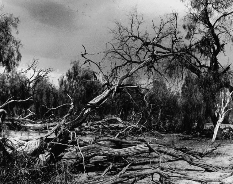 Hattah trees 3, 1996, Photography