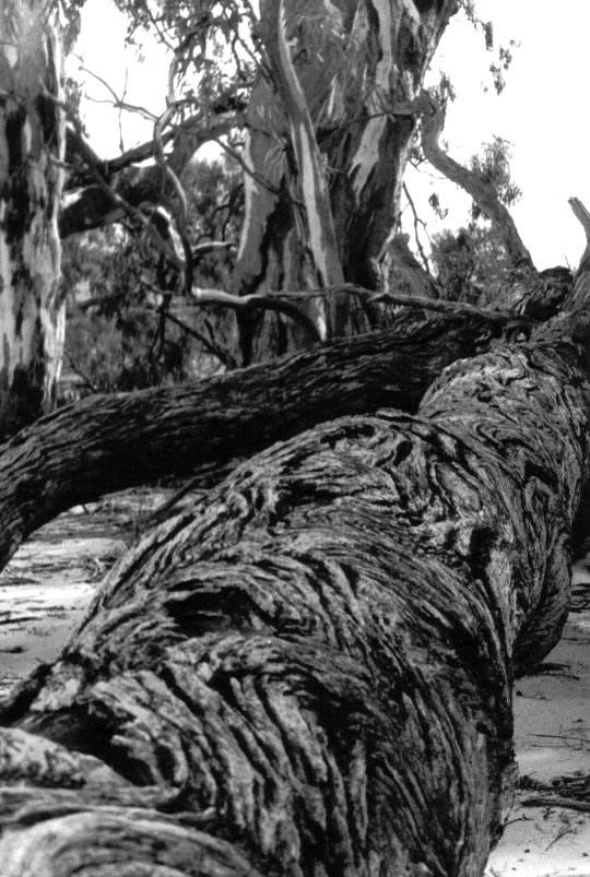 Fallen log, 1997, Photography