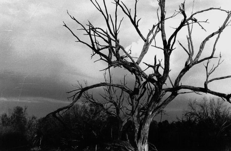 Hattah tree 1, 1997, Photography