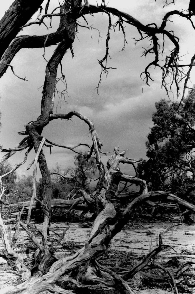 Hattah trees 1, 1997, Photography