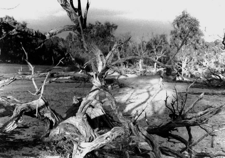 Hattah trees 2, 1997, Photography