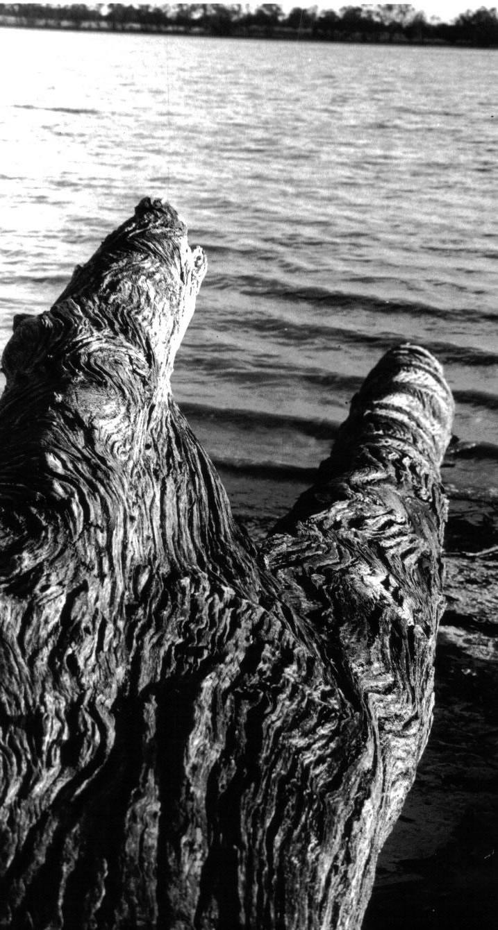 Twin stump, 1997, Photography