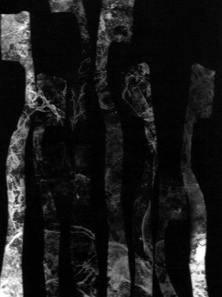 toothbrush 2, 1999, Photography