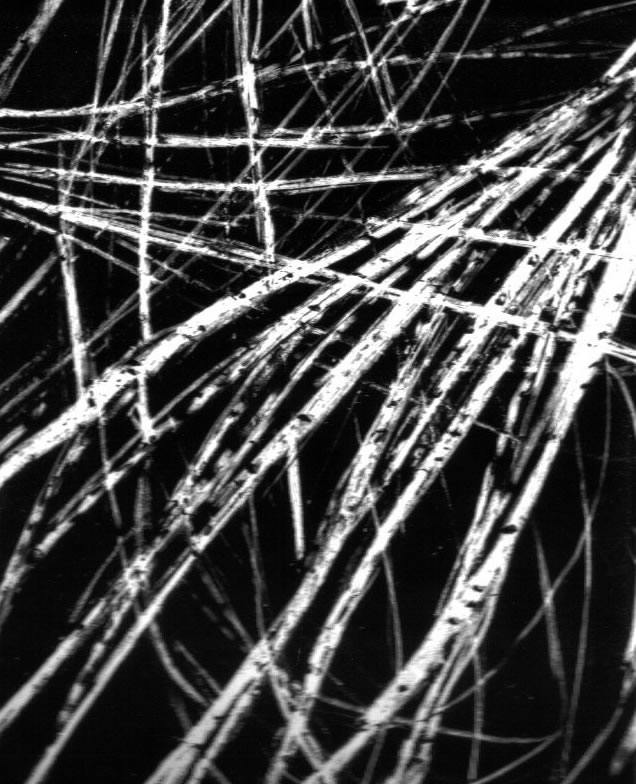 whisk, 1999, Photography