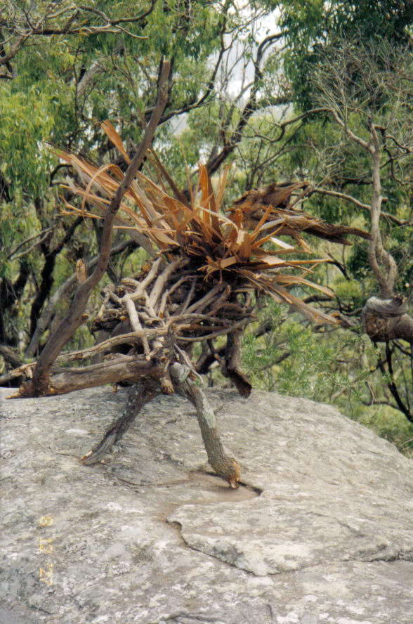 Lizard 4, 2004, Sculpture
